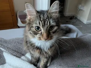 Mixed Breed cats Male kitten 7 months old - Advert 1