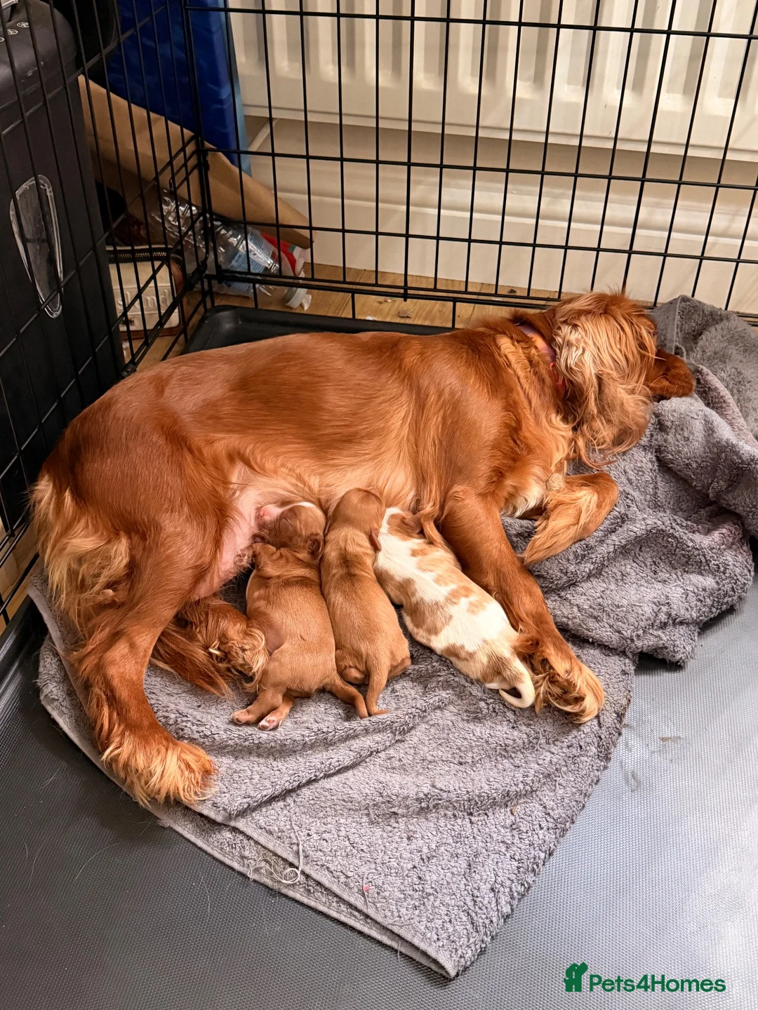 Cavalier King Charles Spaniel dogs for sale: 1 boy and 1 girl ruby - Advert 1