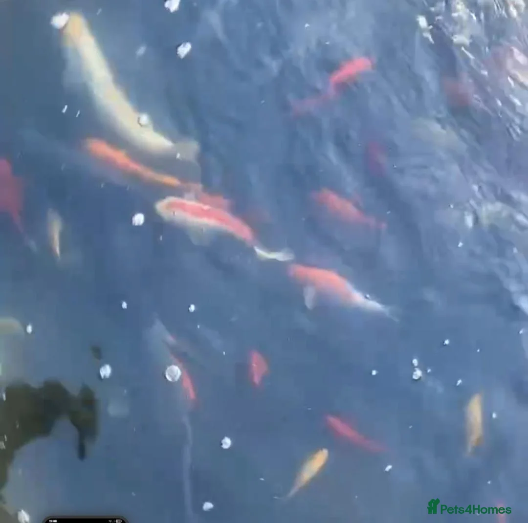 Goldfish fish for sale: Gold fish for sale  in Selby - Advert 1