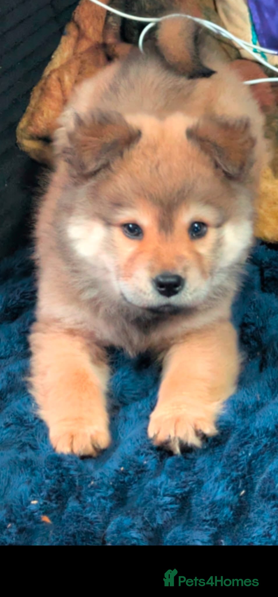 Chow Chow dogs Chow chow puppy for sale - Advert 1