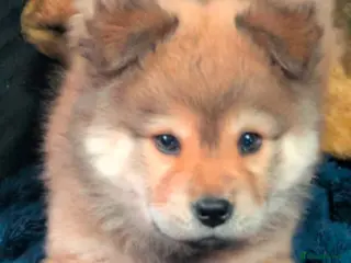 Chow Chow dogs Chow chow puppy for sale - Advert 1