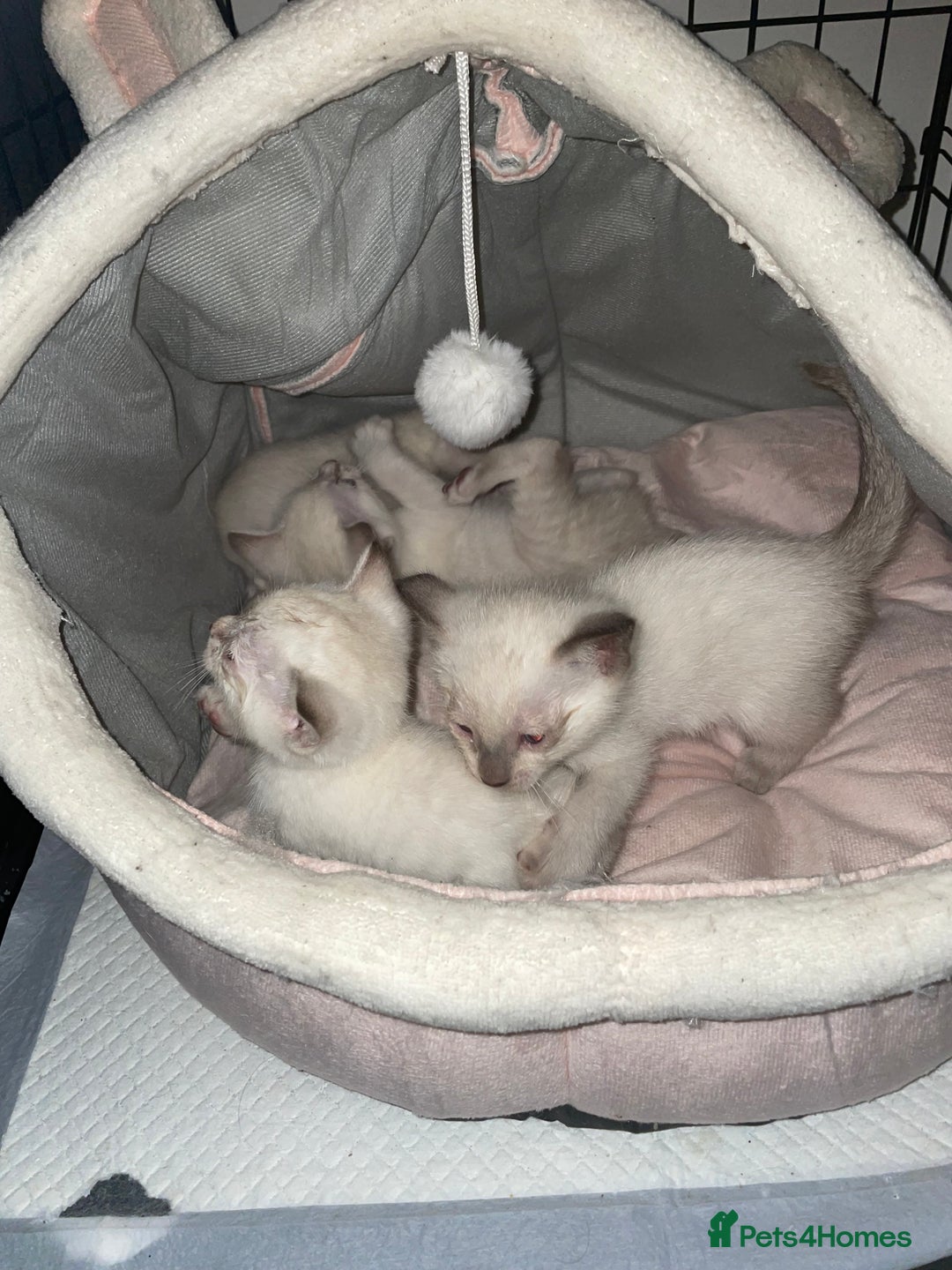 Bengal cats for sale: ABSOLUTELY BEAUTIFUL KITTENS 🐈‍⬛ XX - Advert 8