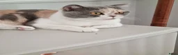 British Shorthair cats for sale: Tri colour British Shorthair  - Advert 12