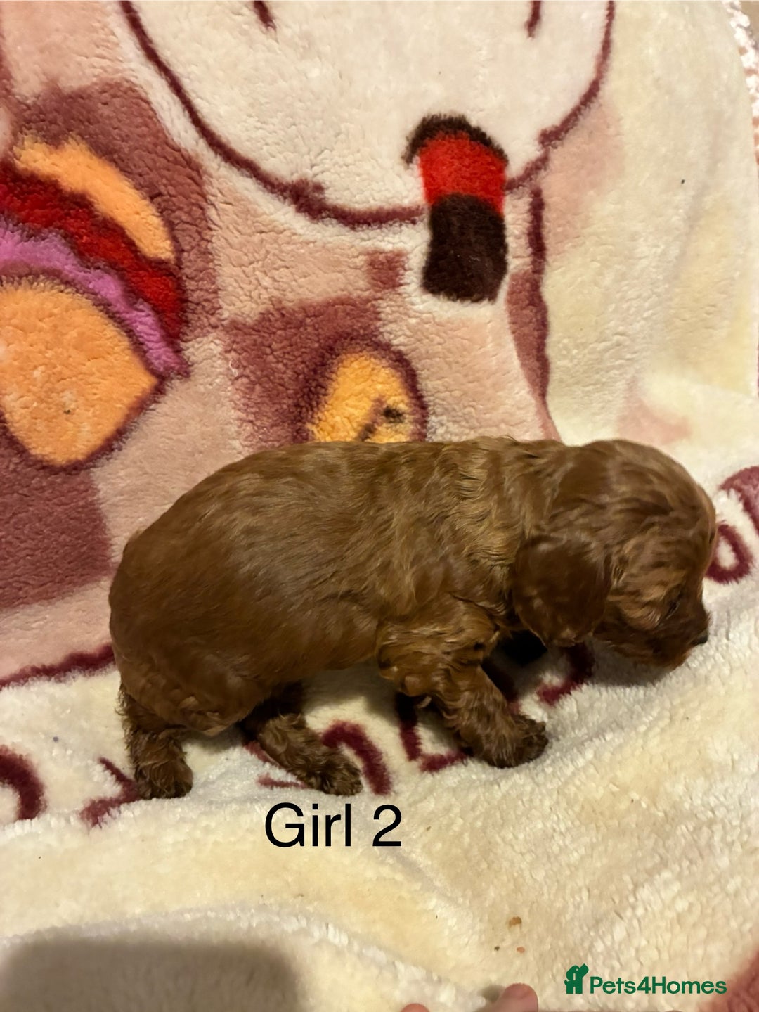 Cockapoo dogs for sale: Cockapoo puppy’s  - Advert 16