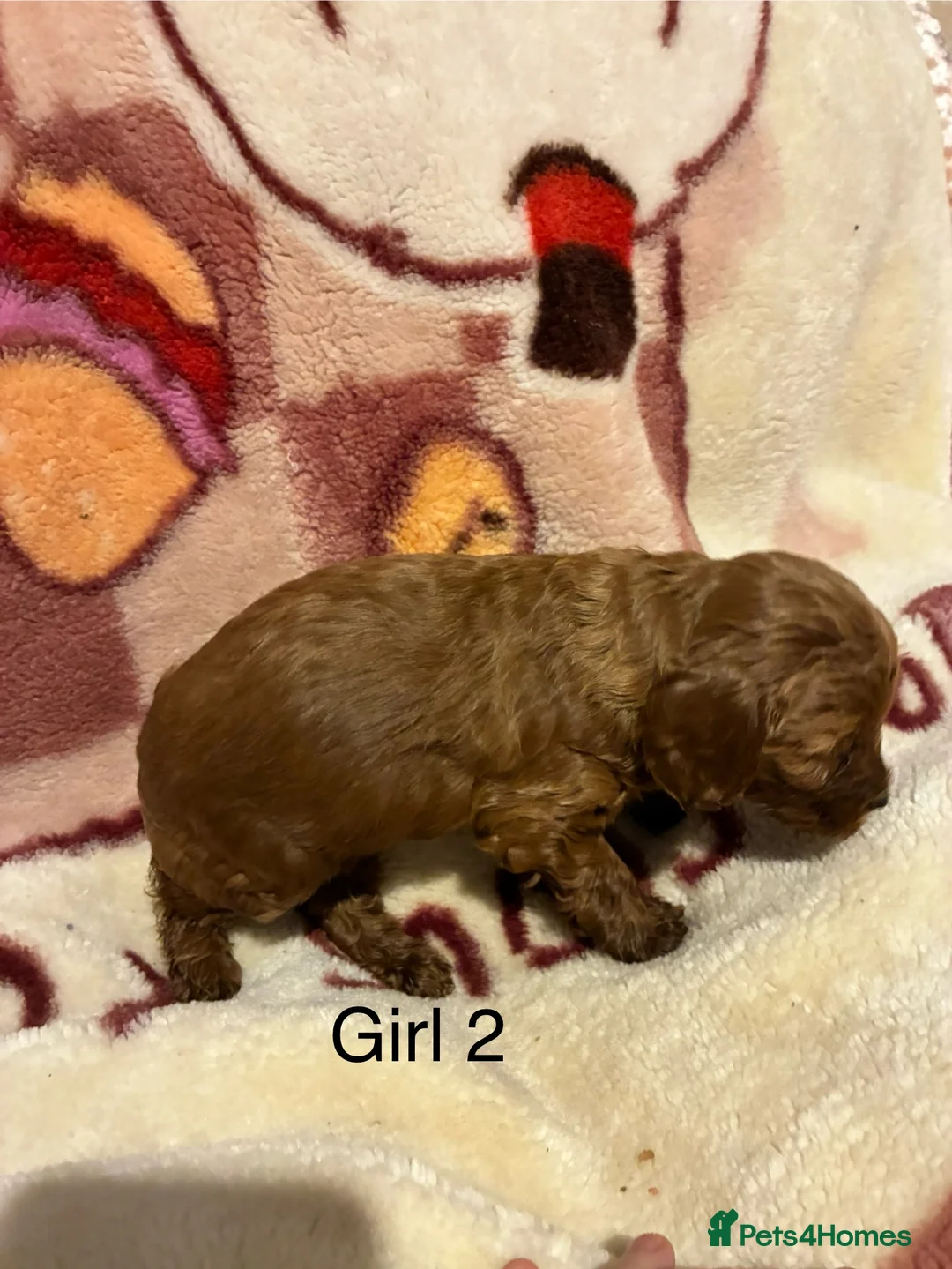 Cockapoo dogs for sale: Cockapoo puppy’s  - Advert 16