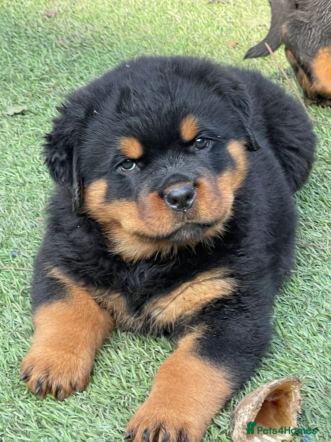 Rottweiler dogs for stud: BEAUTIFUL OLD TYPE BIG BONED ROTTIE! For stud in Mansfield - Advert 10