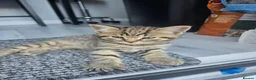 Domestic Shorthair cats for sale: 2 beautiful tabby kittens  - Advert 5