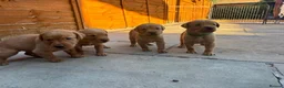 Labrador Retriever dogs for sale: KC REGISTERED FOX RED LABRADOR PUPPIES  - Advert 8