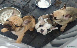 French Bulldog dogs for sale: KC reg French bulldog puppies female & male big➰  - Image 12