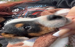 Jack Russell dogs for sale: Ruby  - Image 11