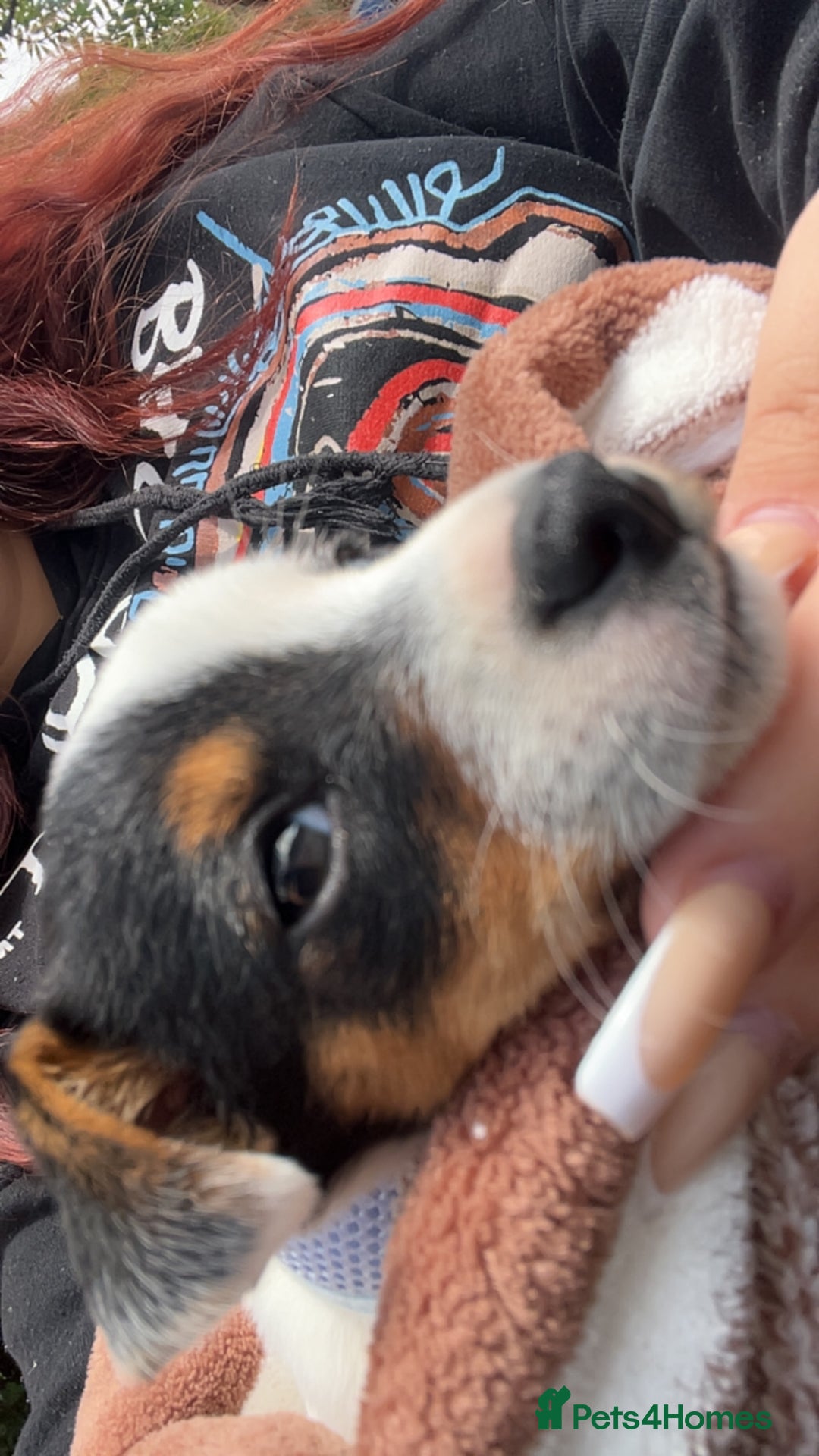 Jack Russell dogs for sale: Ruby  - Image 11