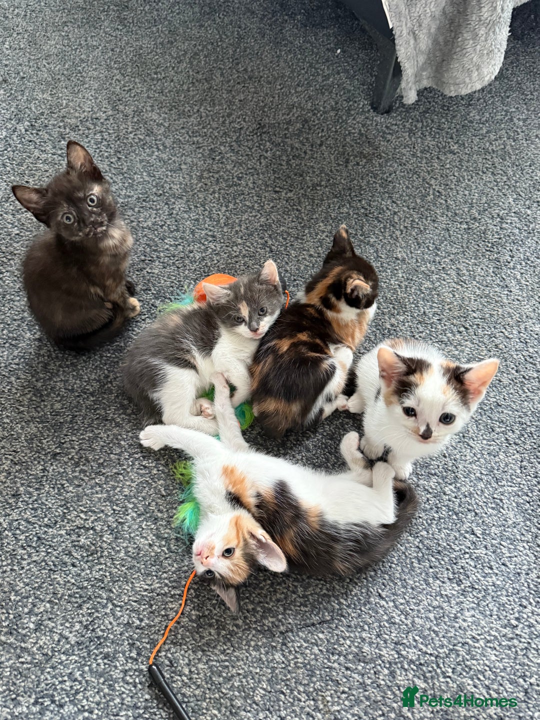 Mixed Breed cats for sale: Kittens for sale - Image 8