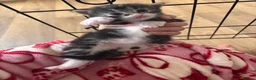 Mixed Breed cats for sale: Long haired mix breed kittens. - Advert 3