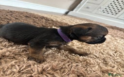 Border Terrier dogs for sale: Border terrier pups - Image 12