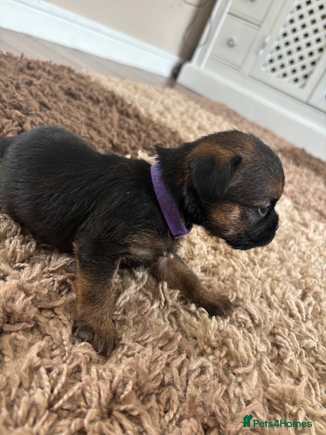 Border Terrier dogs for sale: Border terrier pups - Image 12