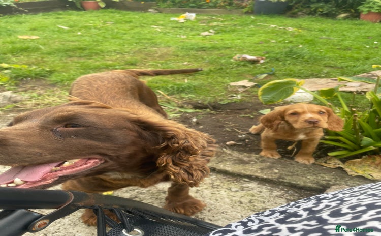 Cocker Spaniel dogs - Advert 6