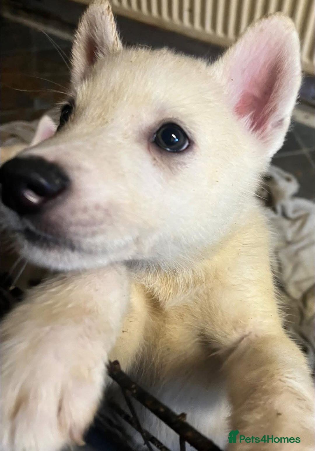 Siberian Husky dogs for sale: Beautiful Siberian Huskies- Last 4 Reduced!! - Image 7