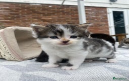 Mixed Breed cats for sale: Fluffy mixed tabby kittens  - Image 13