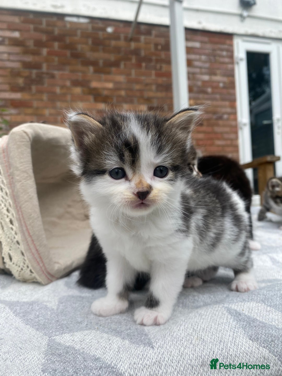 Mixed Breed cats for sale: Fluffy mixed tabby kittens  - Image 13