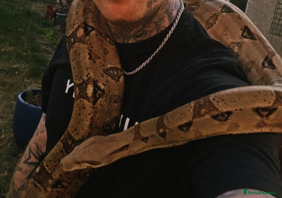 Boa Snake reptiles for sale: Hog island boa snake  in Upminster - Advert 1