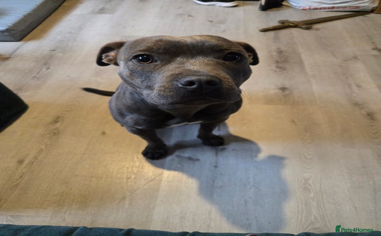 Staffordshire Bull Terrier dogs - Advert 2