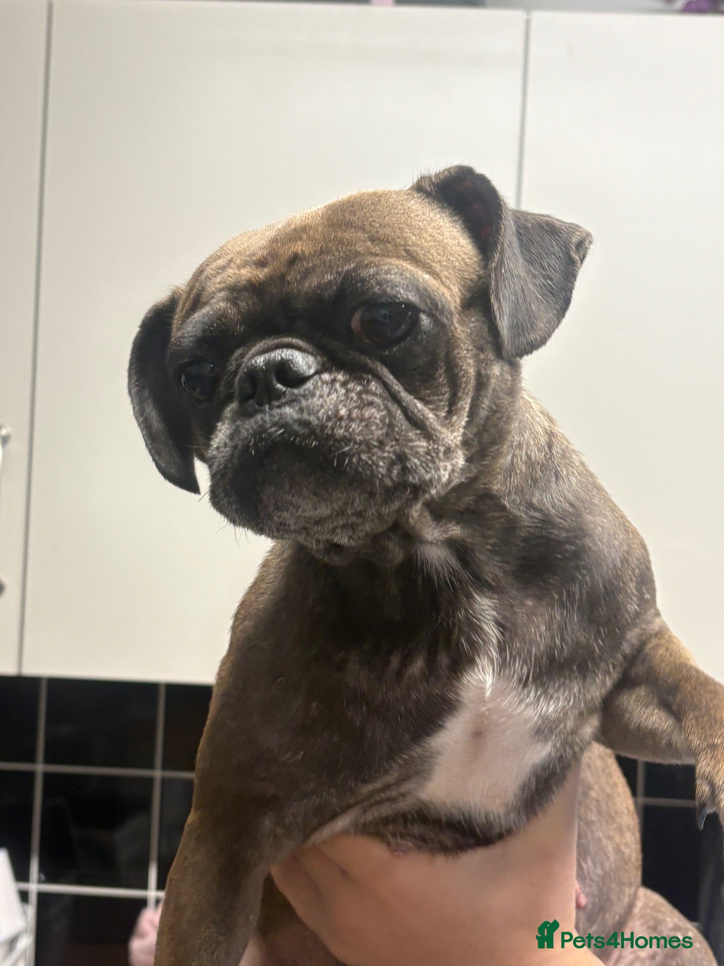 Mixed Breed dogs for sale: 5 pups loving for there forever sofa - Advert 1