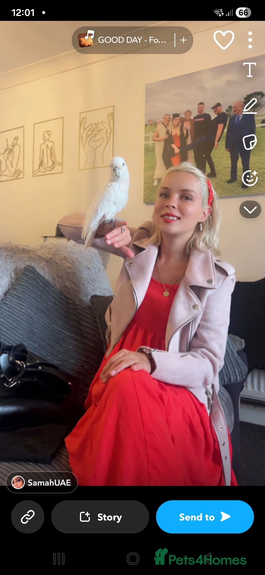 Cockatoo birds for sale: cockatoo in Bristol - Advert 2