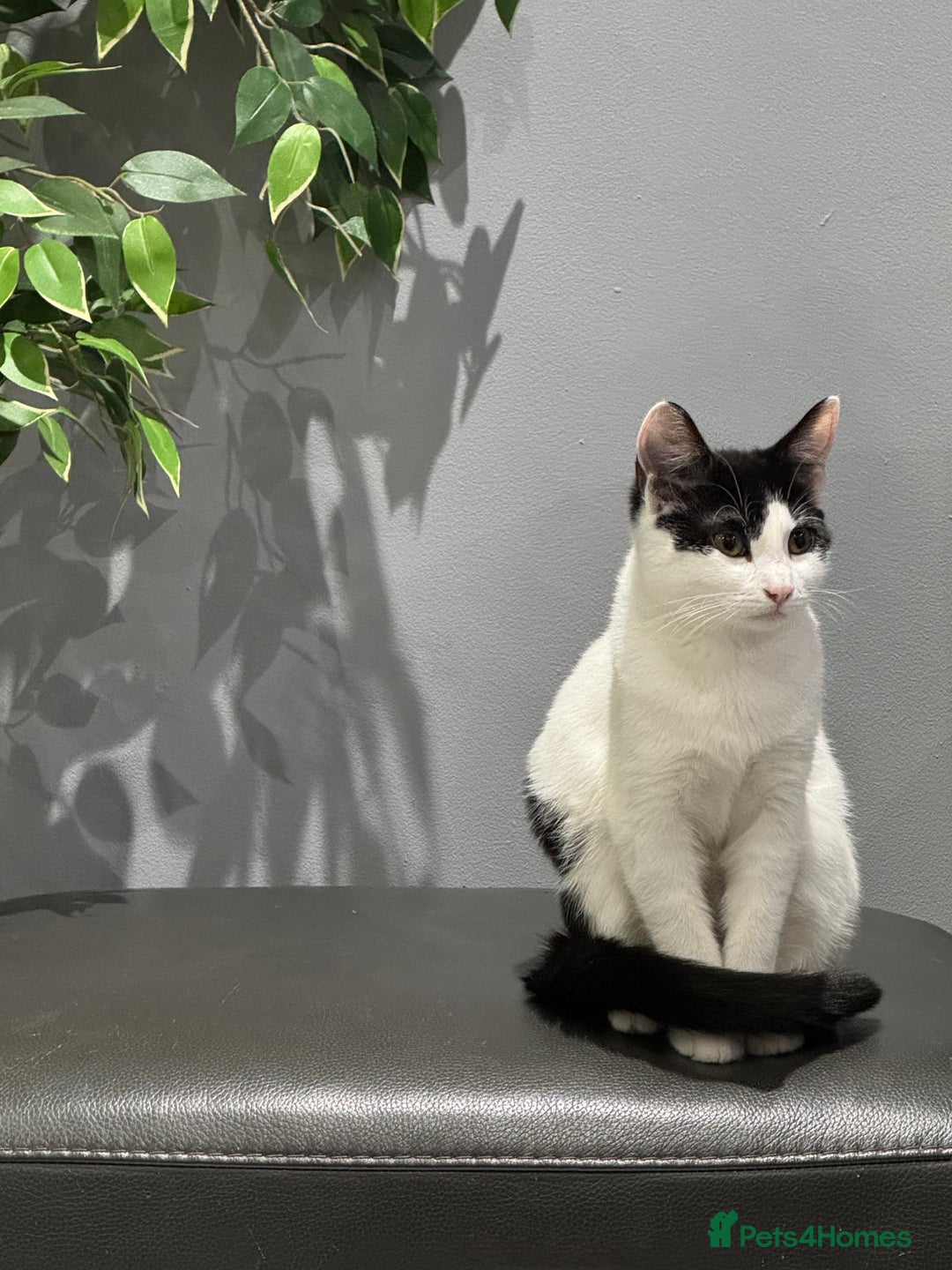 British Shorthair cats for sale: British Shorthair Kittens – Black & White & Beige - Image 22