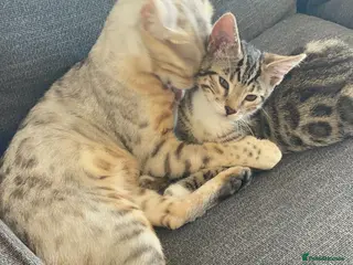 Bengal cats Bengal X - Advert 8