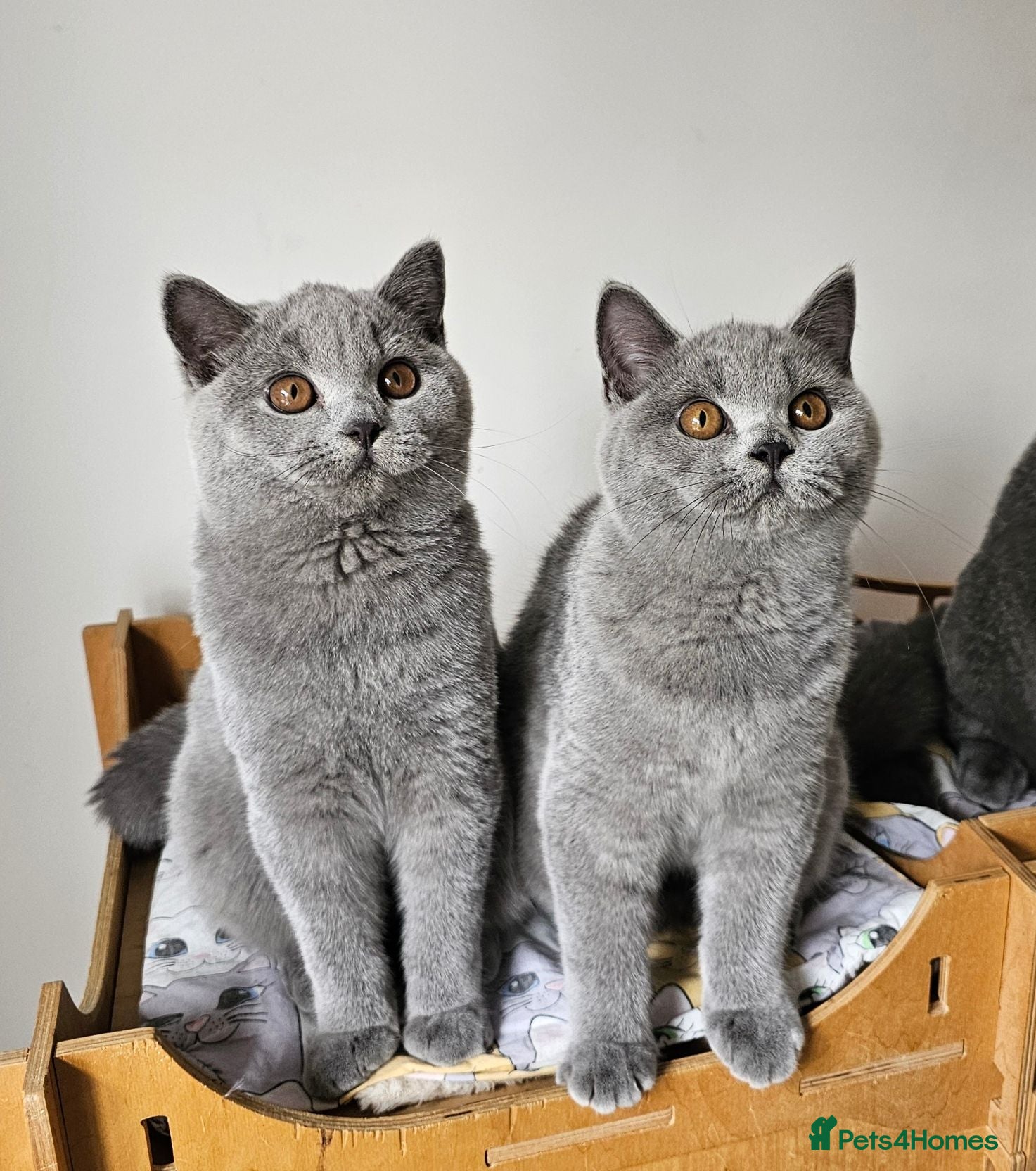 British Shorthair cats Stunning British Shorthair blue kittens NEUTERED - Advert 7