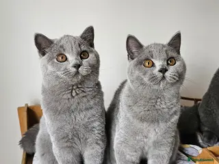 British Shorthair cats Stunning British Shorthair blue kittens NEUTERED - Advert 7