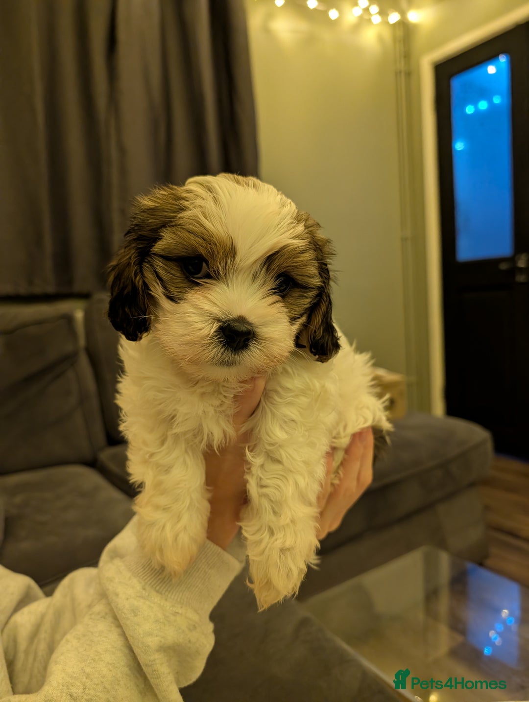 Mixed Breed dogs for sale: Beautiful cross Shih Tzu puppies  - Advert 7