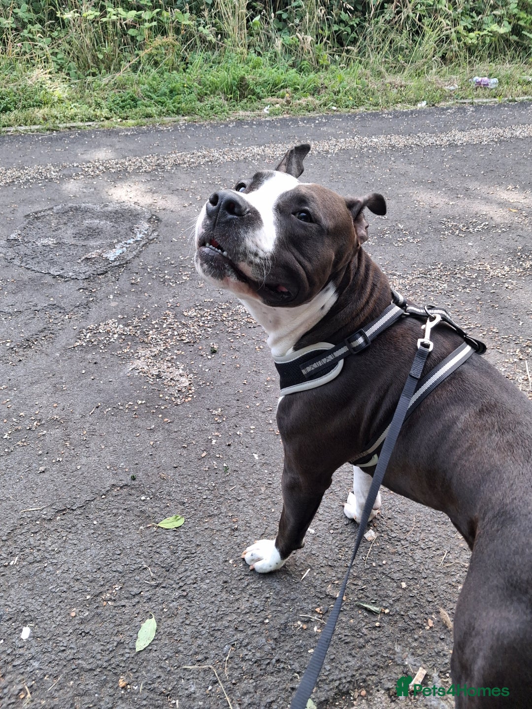 American Bull Staffy dogs for sale: 'Dodge' (boy) - Image 3