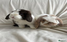 Mini Lop rabbits for sale: 2 Mini Lop Bunnies for £100 - Image 4