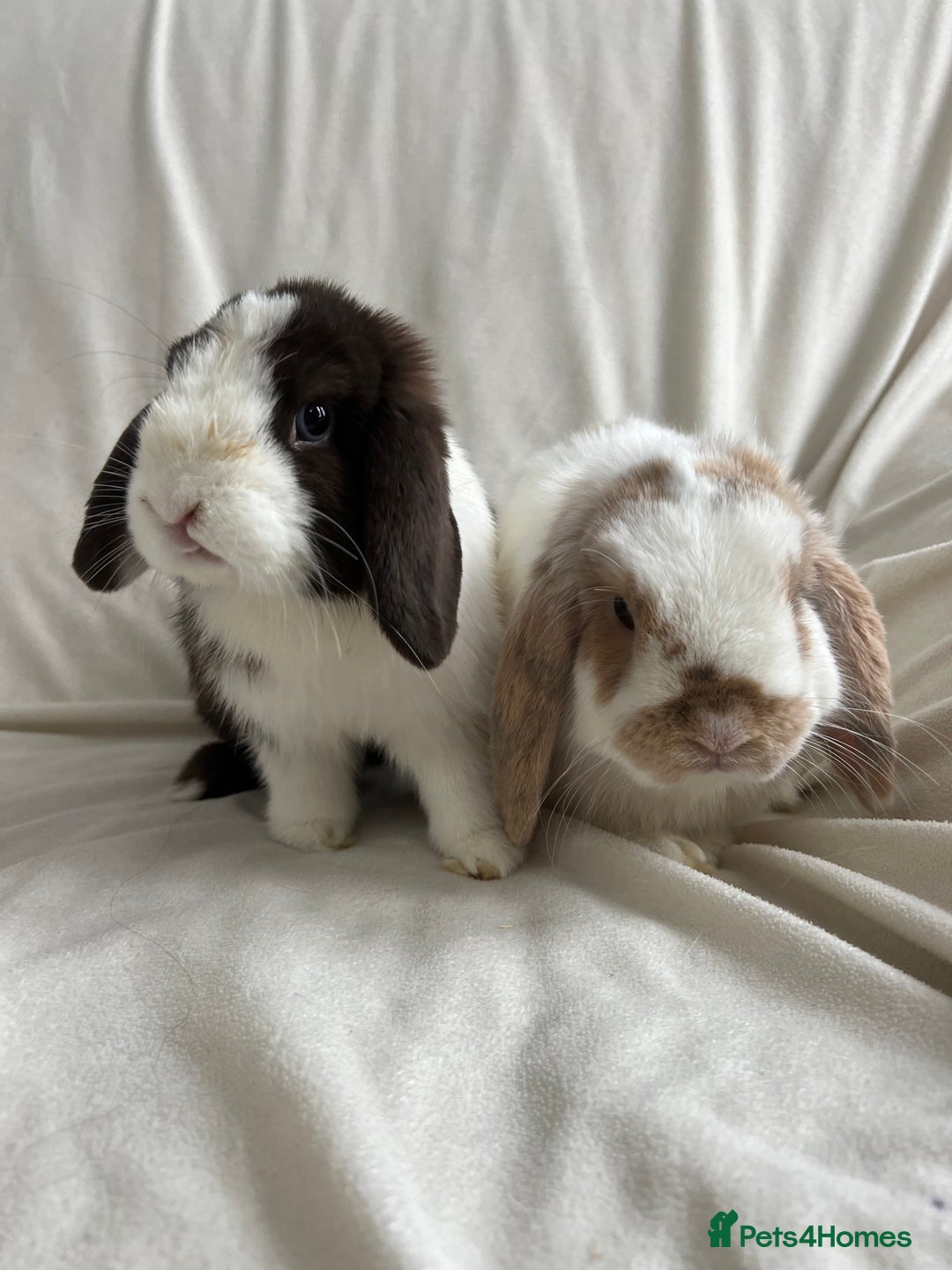 Mini Lop rabbits for sale: 2 Mini Lop Bunnies for £100 - Image 4