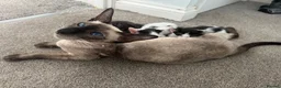 Mixed Breed cats for sale: Beautiful litter is Siamese mixed breed kittens - Advert 38