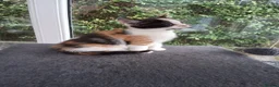 Mixed Breed cats for sale: RARE Tabico kittens 😻 Calico Tabbies  - Advert 8