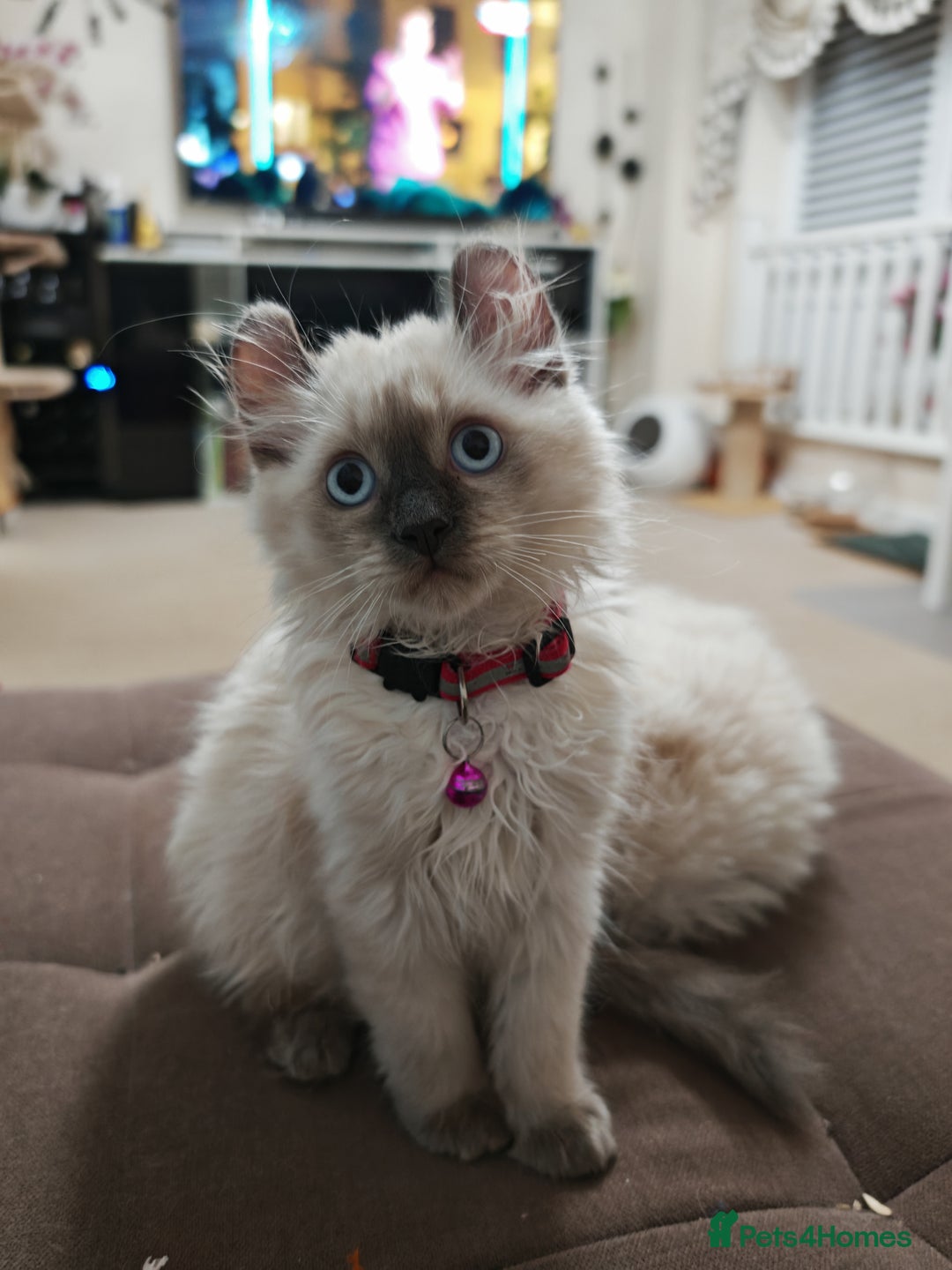 American Curl cats for sale: RARE, Unique, Affectionate American Curl Kittens!  - Advert 14