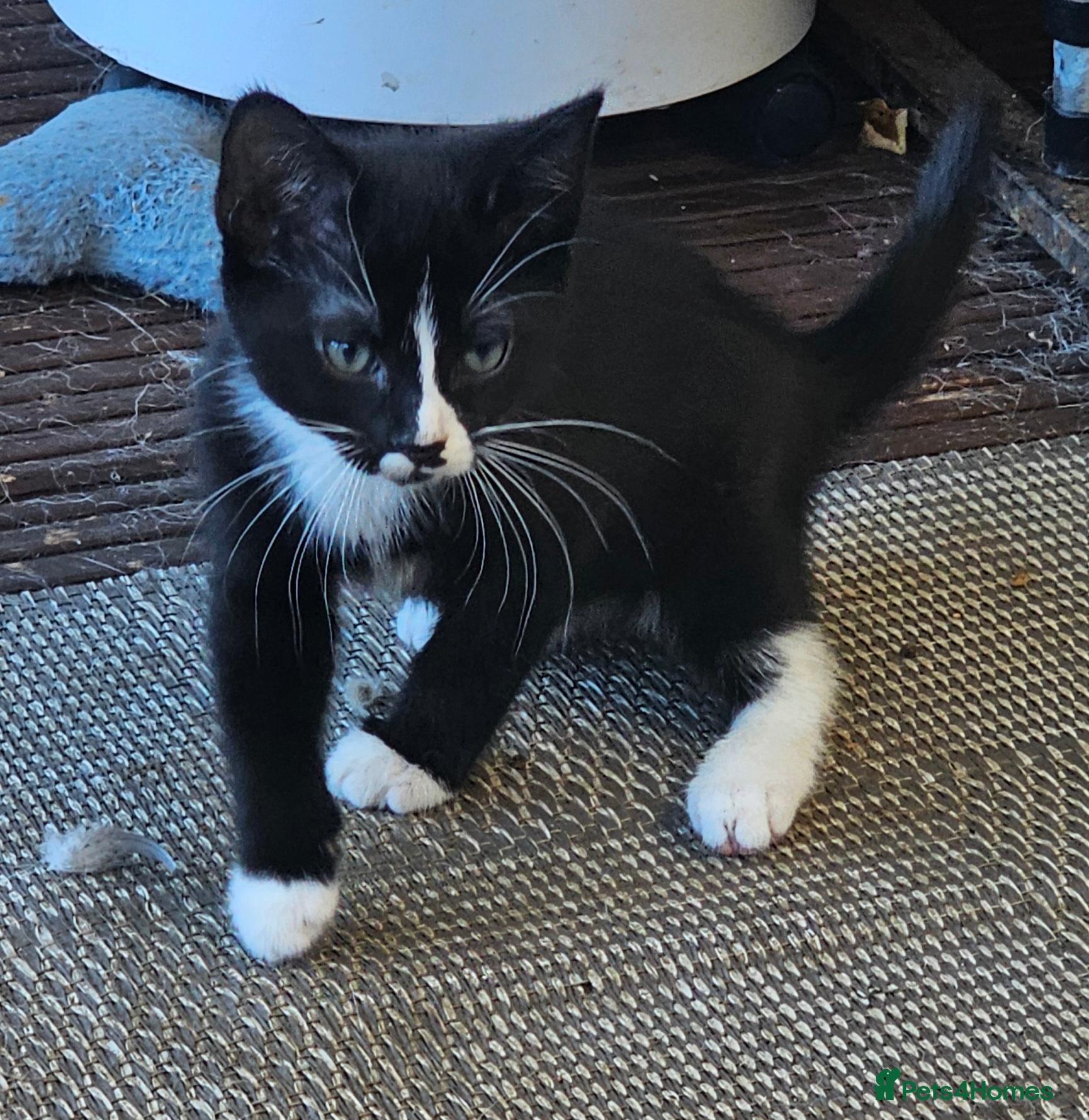 Mixed Breed cats Only 2 girls left 🐾 - Advert 1