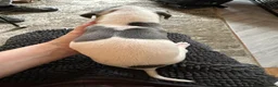 Mixed Breed dogs for sale: 🐾Reduced🐾READY NOW!!Italian x whippet pups! - Advert 32
