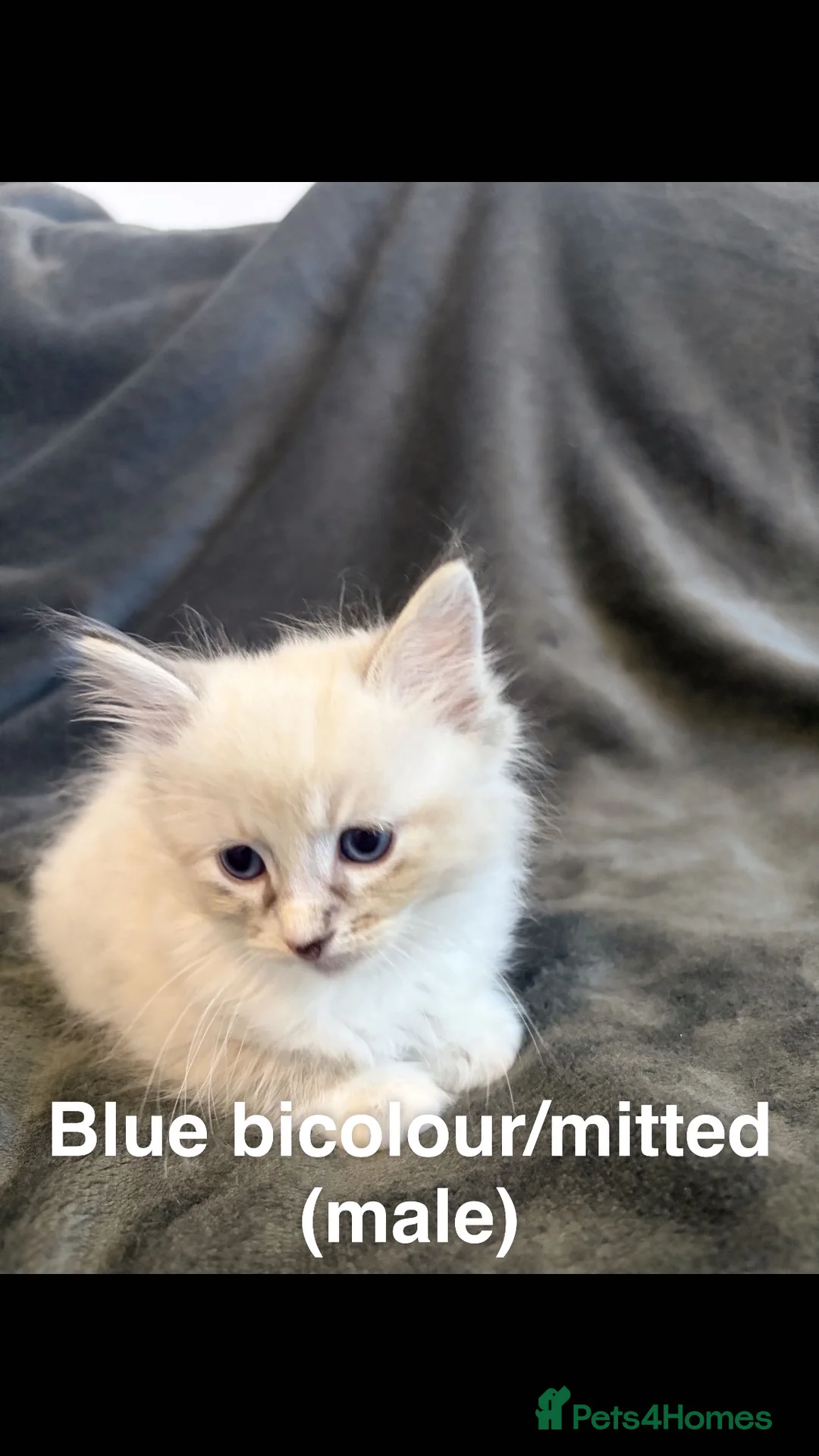 Ragdoll cats for sale: Ready 💕 Ragdoll kittens  in Northolt - Advert 2