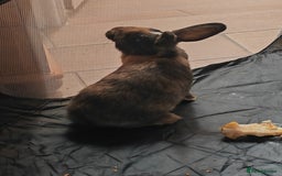 Mixed Breed rabbits for sale: 🐇 RABBITS🐇 Healthy, well-fed pets available now  - Image 4