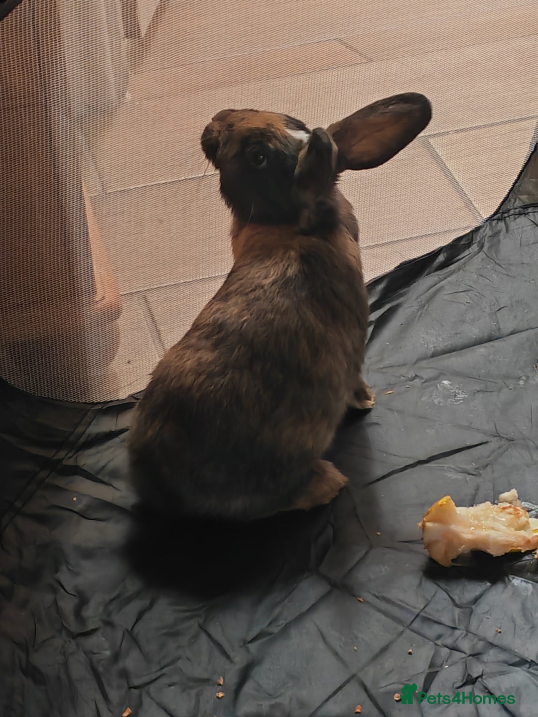 Mixed Breed rabbits for sale: 🐇 RABBITS🐇 Healthy, well-fed pets available now  - Image 4