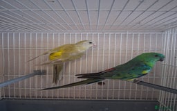 Parakeets birds for sale: Red Rumps - Image 1