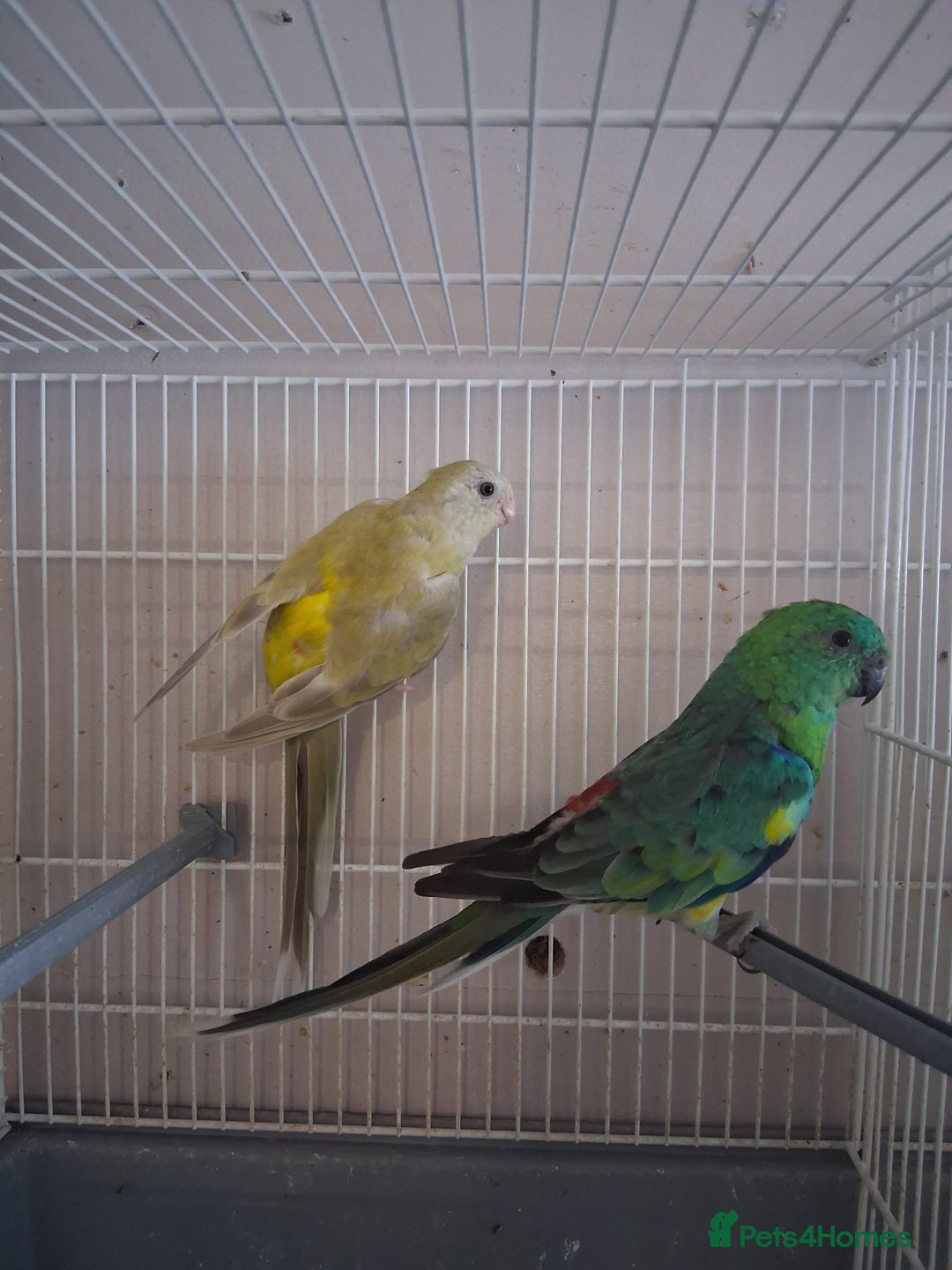 Parakeets birds for sale: Red Rumps - Image 1
