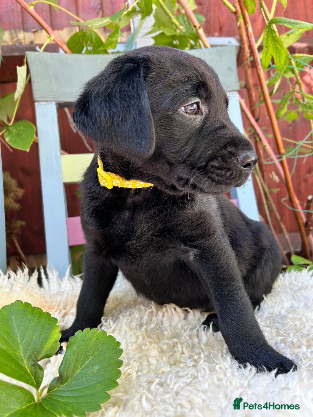 Labrador Retriever dogs for sale: Pinky Nose/olive eyes Very Unique Yellow puppy  - Image 13
