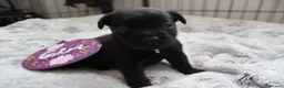 Mixed Breed dogs for sale: Labrador x Fluffy French Bulldog in Sudbury - Advert 14