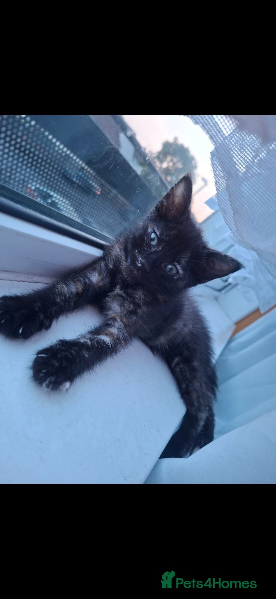 Mixed Breed cats for sale: 1 BEAUTIFUL FEMALE KITTEN🐱❤️ - Advert 2