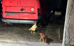 Chickens poultry for sale: Aseel Shamo GameFowl Cockfighting Chickens Pair - Image 10