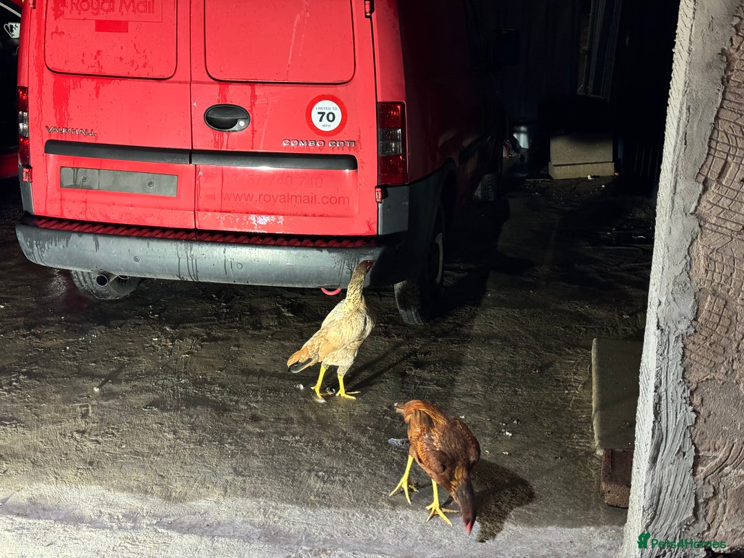 Chickens poultry for sale: Aseel Shamo GameFowl Cockfighting Chickens Pair - Image 10